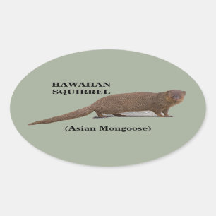 Hawaiian Squirrel (Asian Mongoose) Oval Stickers
