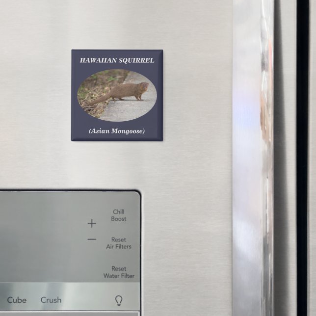 Hawaiian Squirrel (Asian Mongoose) Square Magnet (In Situ (Fridge))
