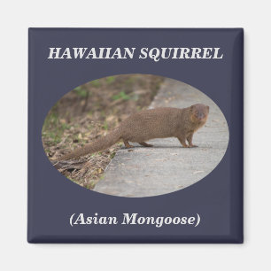 Hawaiian Squirrel (Asian Mongoose) Square Magnet