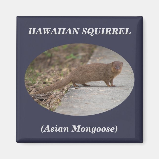 Hawaiian Squirrel (Asian Mongoose) Square Magnet (Front)