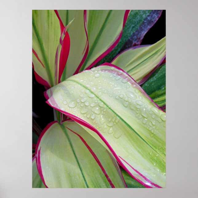 Hawaiian Ti Plant Poster (Front)