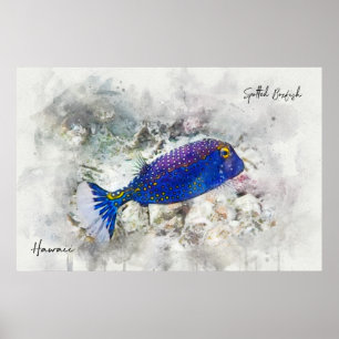 Hawaiian Tropical Fish Watercolor - Boxfish Poster