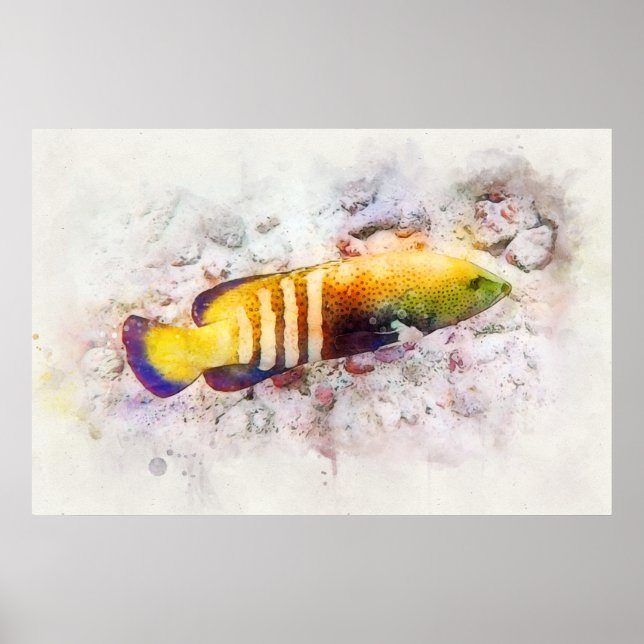 Hawaiian Tropical Fish Watercolor - Grouper Poster (Front)