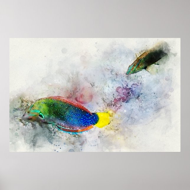Hawaiian Tropical Fish Watercolor - Wrasse Poster (Front)
