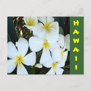 Hawaiian tropical flowers postcard