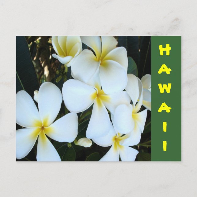 Hawaiian tropical flowers postcard (Front)