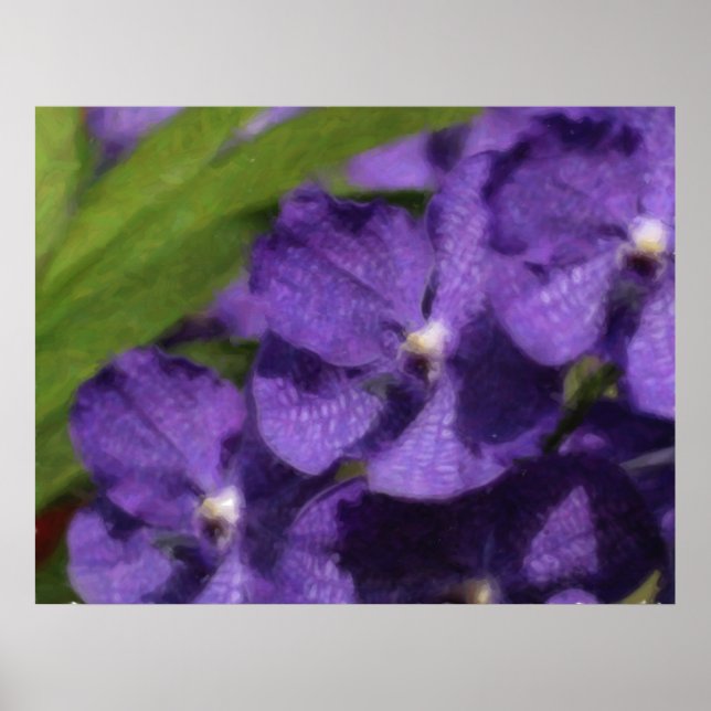 Hawaiian Tropical Orchid Poster (Front)