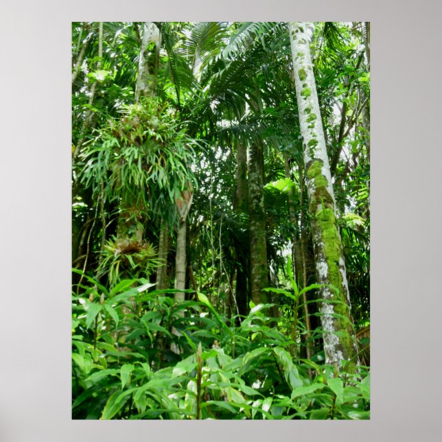Hawaiian Tropical Rain Forest Poster (Front)