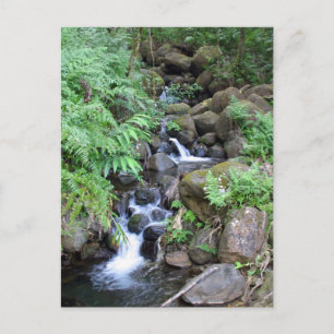 Hawaiian Tropical Stream Postcard