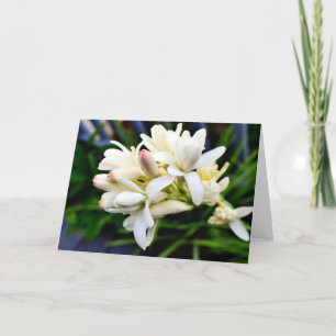Hawaiian Tuberose Cluster Card