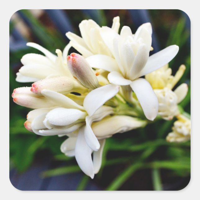 Hawaiian Tuberose Cluster Square Sticker (Front)