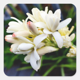 Hawaiian Tuberose Cluster Square Sticker