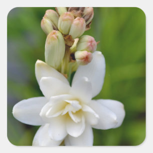 Hawaiian Tuberose Square Sticker