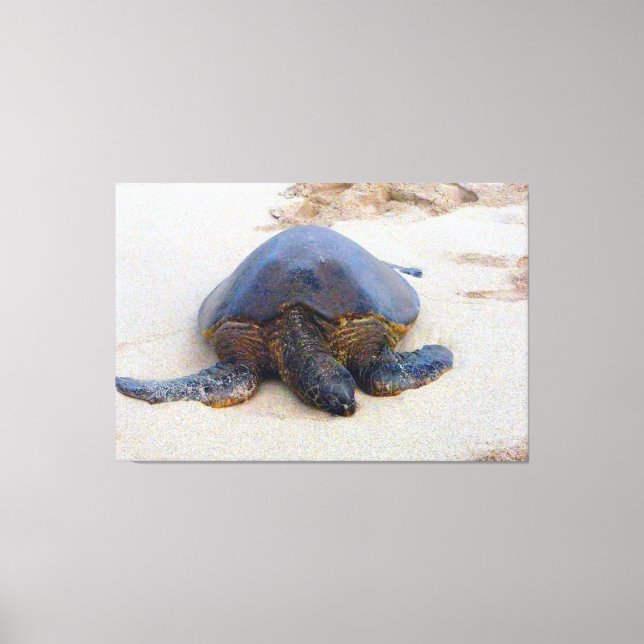 Hawaiian turtle on the beach canvas print (Front)