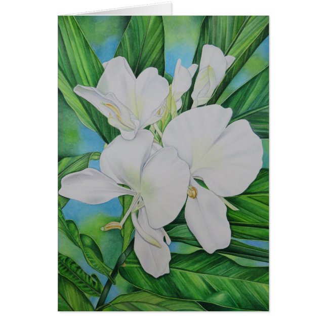 Hawaiian White Ginger (Front)