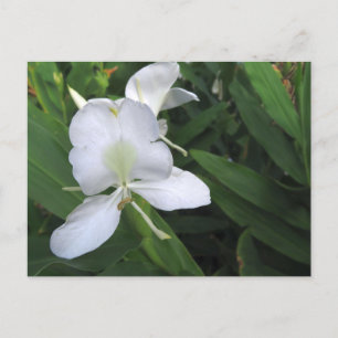 Hawaiian White Ginger Flower Postcard