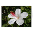 Hawaiian White Hibiscus Card