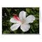Hawaiian White Hibiscus Card