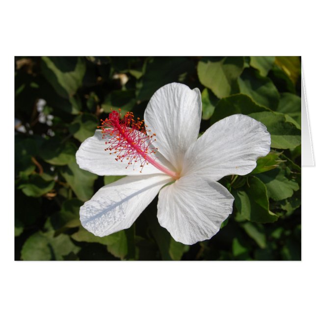 Hawaiian White Hibiscus Card (Front Horizontal)