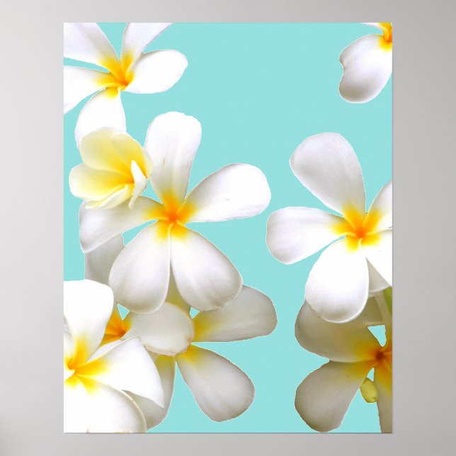 Hawaiian white plumeria flower blue poster (Front)