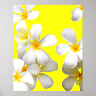 Hawaiian white plumeria flower yellow poster