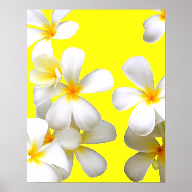 Hawaiian white plumeria flower yellow poster (Front)