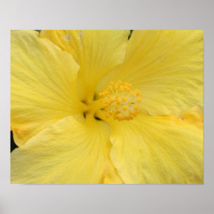 Hawaiian Yellow Hibiscus Fine Art Photo Poster