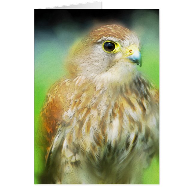 Hawk (Front)