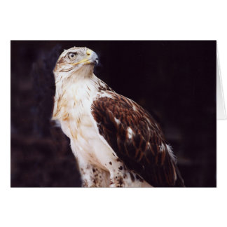 Hawk