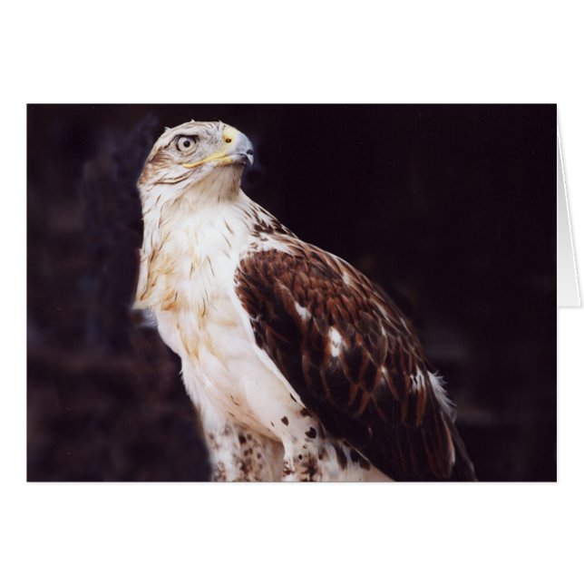 Hawk (Front Horizontal)