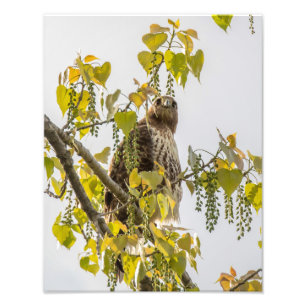 Hawk And Hearts Photo Print