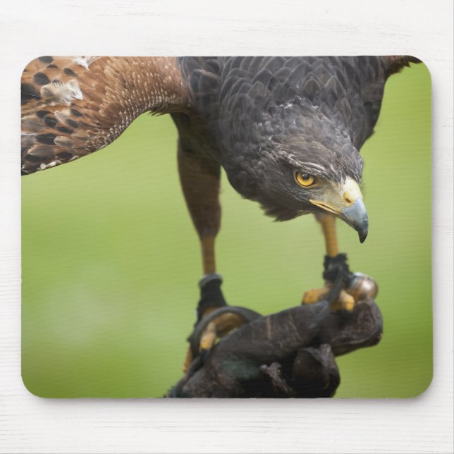 hawk bird mouse mat (Front)