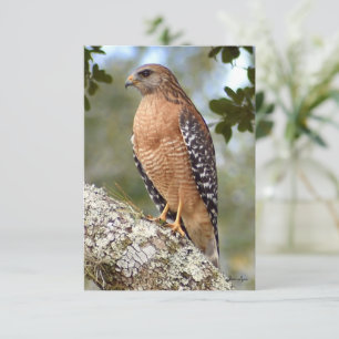 Hawk card Nature note card