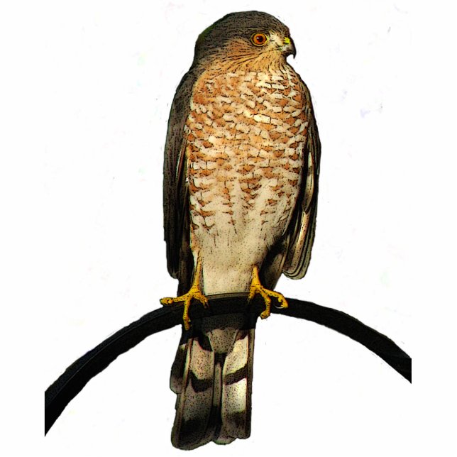 Hawk Christmas Hanging Acrylic Photo Sculpture Decoration (Front)