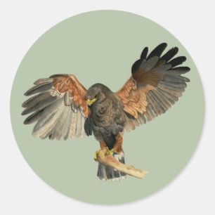 Hawk Flapping Wings Watercolor Painting Classic Round Sticker