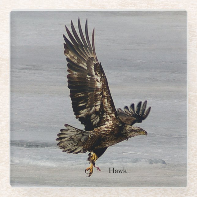 Hawk glass coaster (Front)