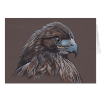 Hawk in Coloured Pencil