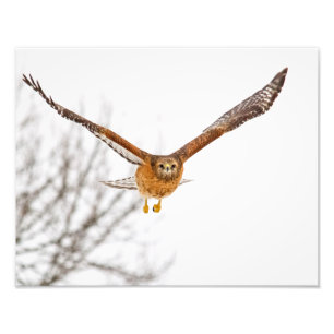 Hawk in Flight Photo Print