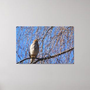 Hawk in Weeping Cherry Tree Canvas Print