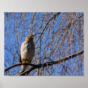 Hawk in Weeping Cherry Tree Poster