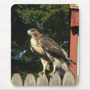 Hawk Mousepad