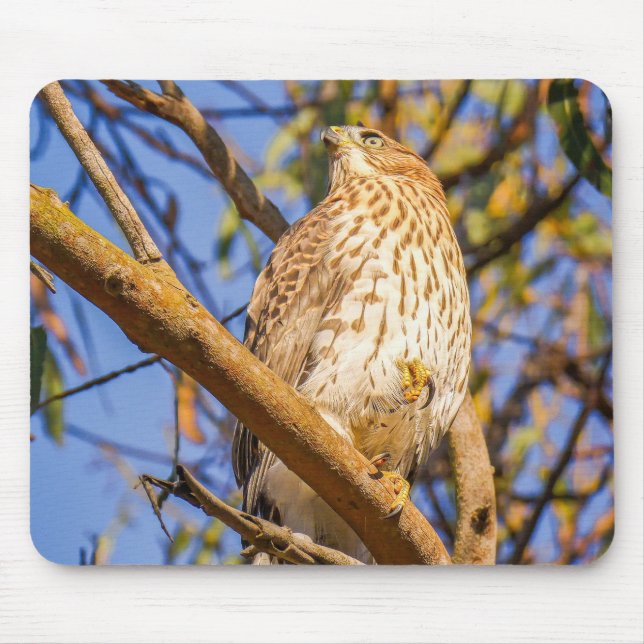Hawk Mousepad | Wildlife Raptor Desk Decor (Front)