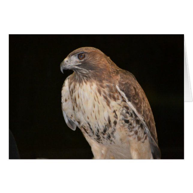 Hawk Notecard (Front Horizontal)