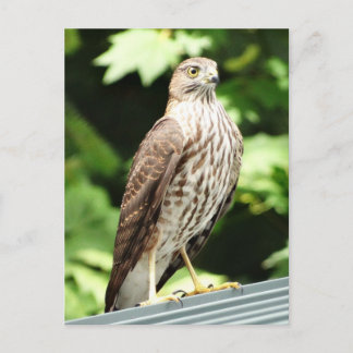 Hawk on Roof Postcard