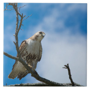 Hawk On The Hunt Large 6 x 6  Ceramic Photo Tile