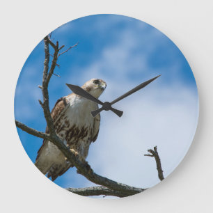 HAWK ON THE HUNT ROUND CLOCK