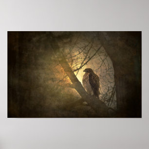 hawk on tree branch poster