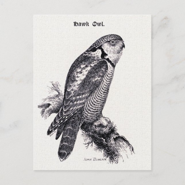 Hawk Owl Vintage Bird Illustration Postcard (Front)