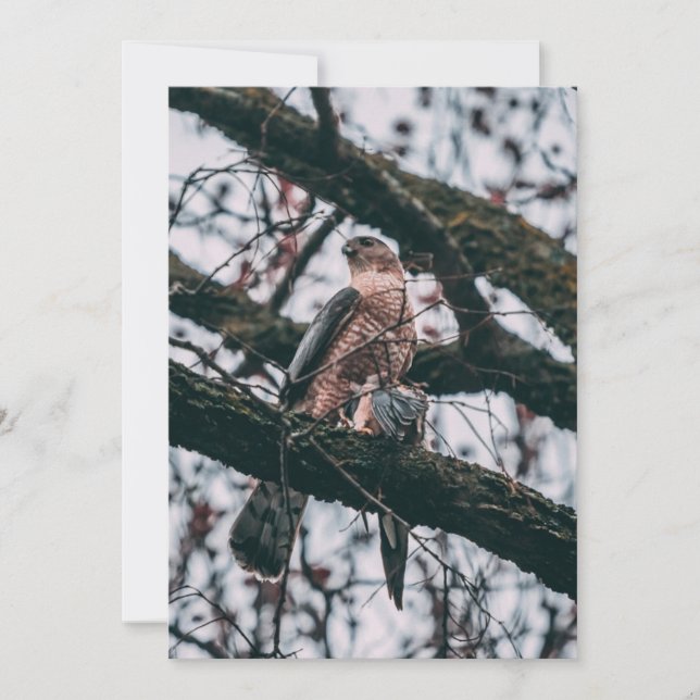 Hawk Photo Print Holiday Card (Front)