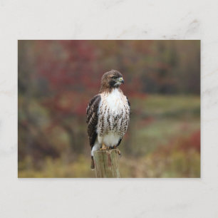 Hawk Postcard